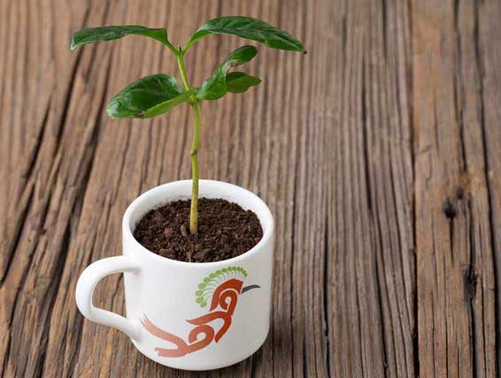 تیوان گرافیک